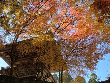 森の中の木
自動的に生成された説明