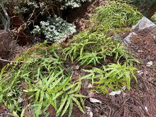 �H��, ��, ��, �O���[�� ���܂܂�Ă���摜

�����I�ɐ������ꂽ����