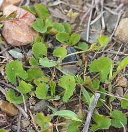 Centella asiatica.jpg
