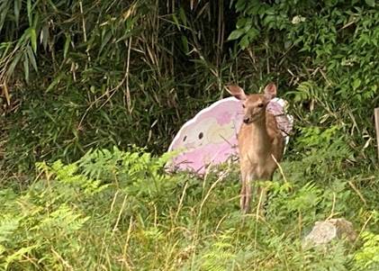 ���̏�ɂ���E�T�M

�����I�ɐ������ꂽ����