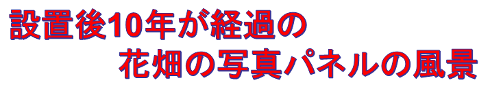 設置後10年が経過の
　　　　　花畑の写真パネルの風景
